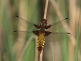 F Broad-bodied Chaser
