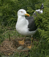 Lesser Black-Backed Gull At Nest