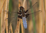 M Broad-bodied Chaser