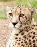 Cheetah