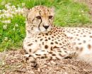 Cheetah