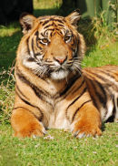 Sumatran Tiger