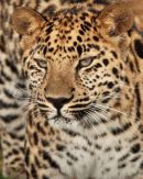 Amur Leopard