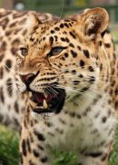 Amur Leopard