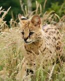 Serval