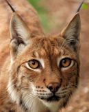 Lynx