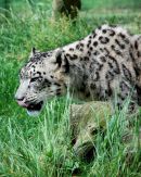 Snow Leopard