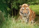 Bengal Tiger