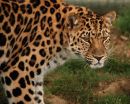 Amur Leopard