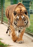 Siberian Tiger
