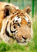 Siberian Tiger