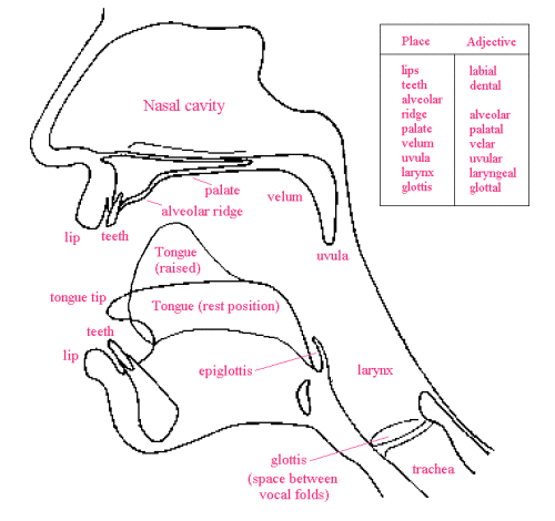 ArticulatoryPhonetics