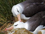 Black-browed Albatross