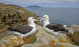 Black-browed Albatross