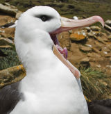 Black-browed Albatross