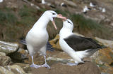 Black-browed Albatross