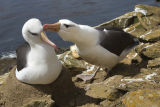 Black-browed Albatross