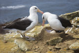 Black-browed Albatross