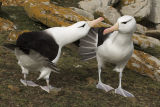 Black-browed Albatross