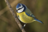 Blue Tit