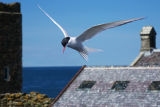 Arctic Tern