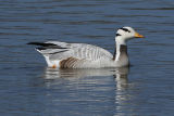 Bar-headed Goose