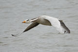 Bar-headed Goose