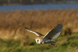 Barn Owl
