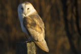 Barn Owl