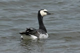 Barnacle Goose
