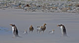 Upland Geese