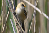 Bearded Tit