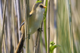 Bearded Tit