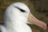 Black-browed Albatross