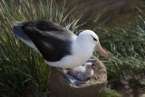 Black-browed Albatross