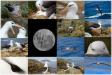 Black-browed Albatross