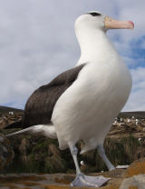 Black-browed Albatross