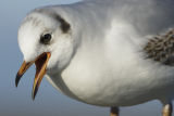 Black-headed Gull