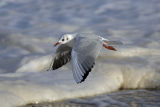 Black-headed Gull