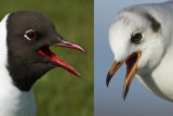 Black-headed Gulls