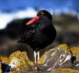 Black Oystercatcher