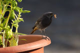 Black Redstart (male)