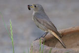 Black Redstart (female)