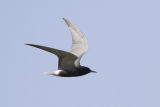 Black Tern