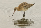 Black-tailed Godwit
