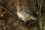 Blackcap
