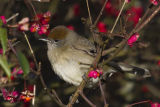 Blackcap