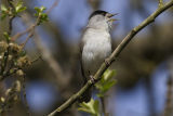 Blackcap