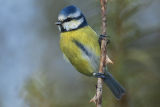 Blue Tit