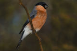 Bullfinch